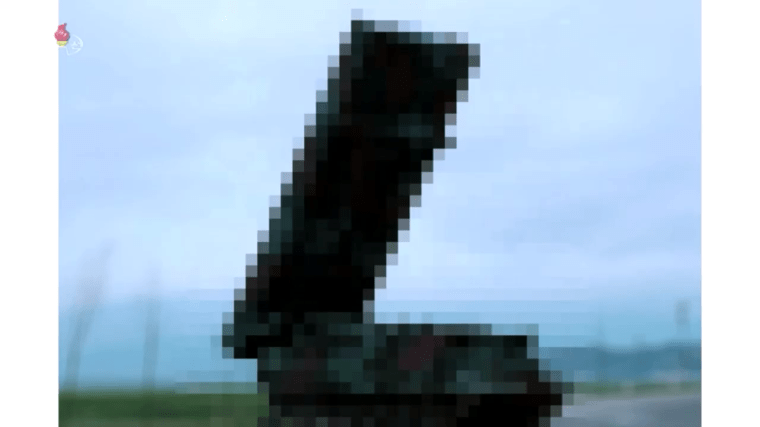 vlcsnap-2019-08-01-11h15m46s662